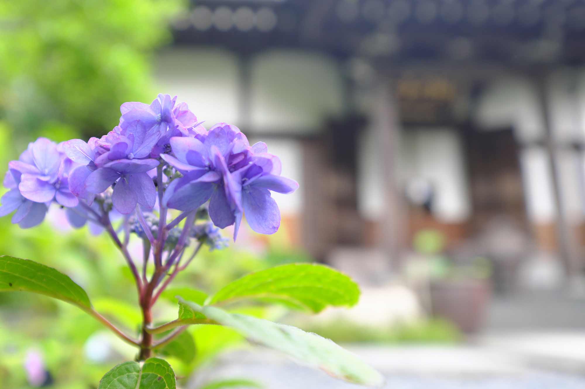 光則寺