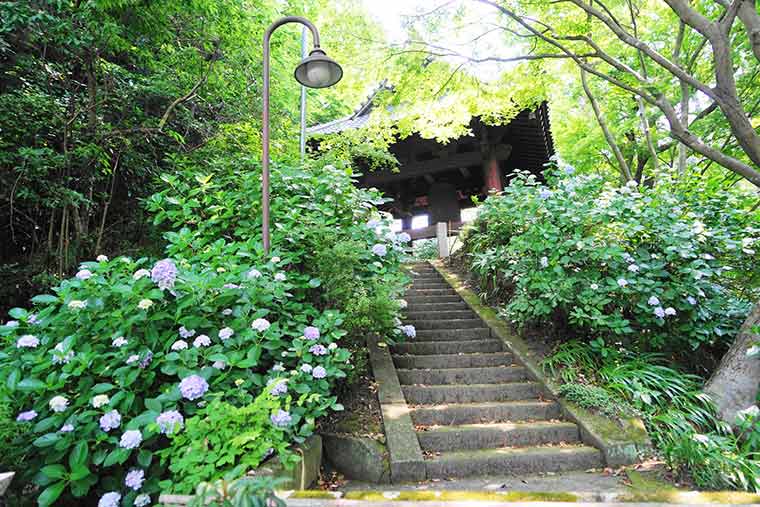 妙本寺