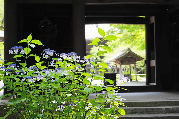 妙本寺