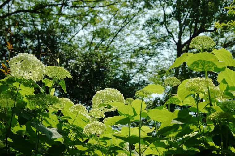 昭和記念公園