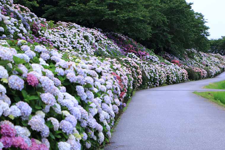 のいちあじさい街道(父養寺・西佐古周辺)