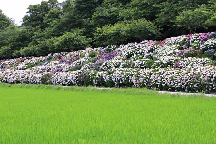 のいちあじさい街道(父養寺・西佐古周辺)