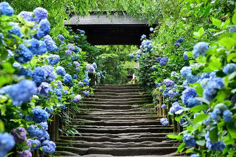 明月院(めいげついん)