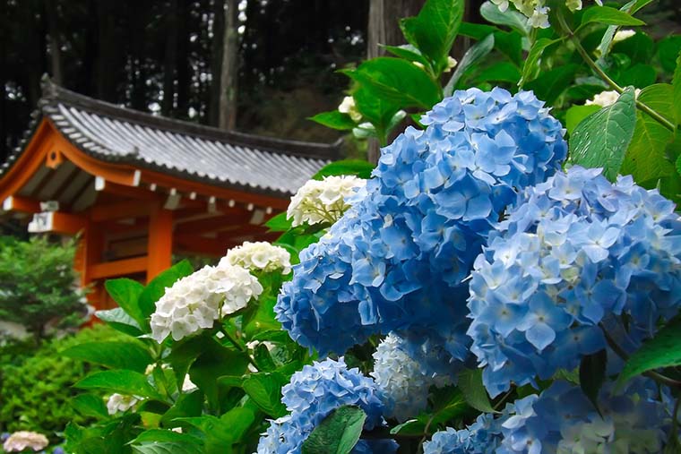 三室戸寺(みむろとじ)