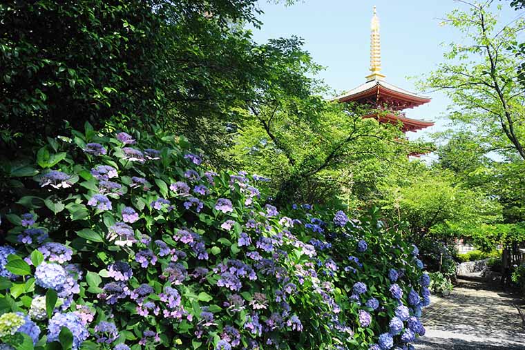 高幡不動尊金剛寺(たかはたふどうそんこんごうじ)
