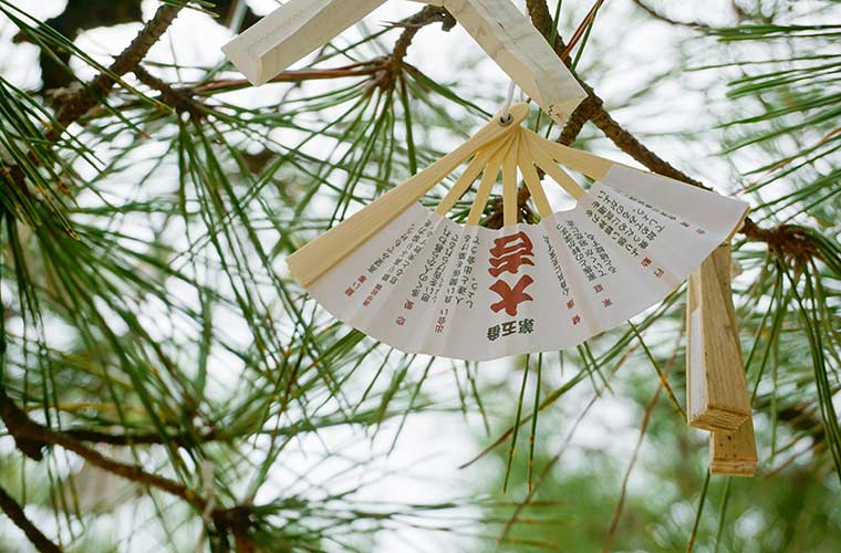 智恩寺のすえひろ扇子おみくじは境内の松の木に結びつけるのが習わし