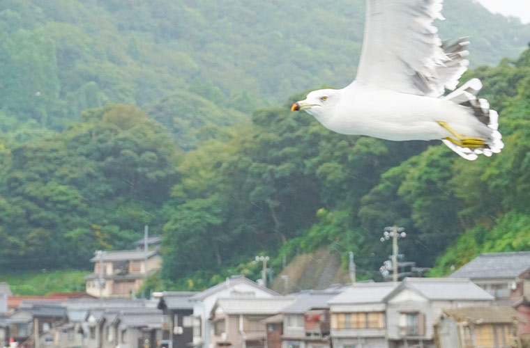 遊覧船の周りにはカモメが飛び交う