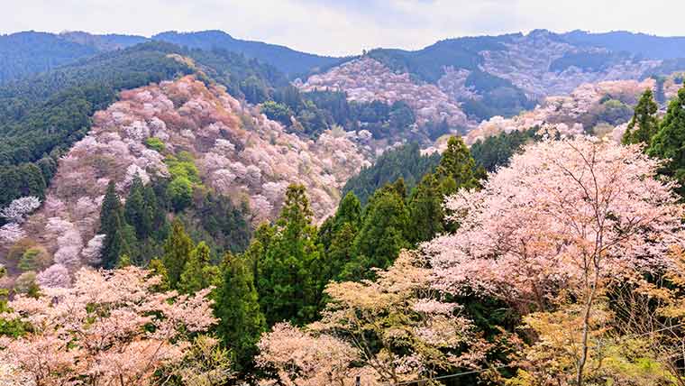 吉野山の千本桜