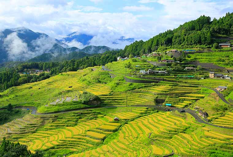 丸山千枚田