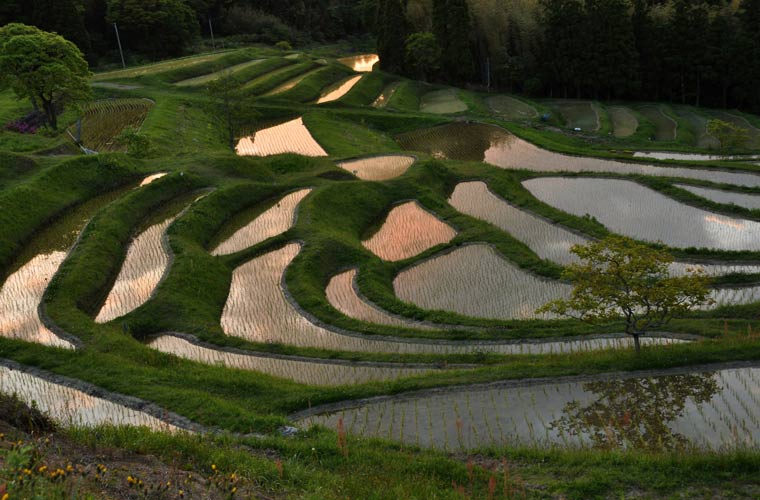 大山千枚田