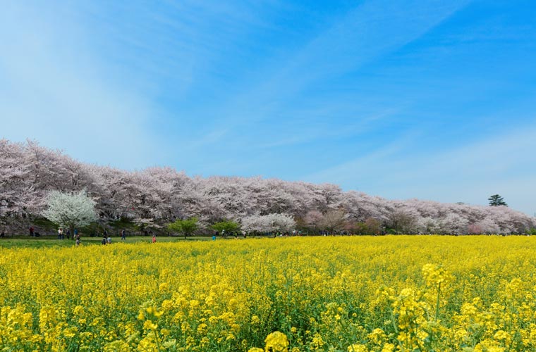 幸手権現堂堤(県営権現堂公園)