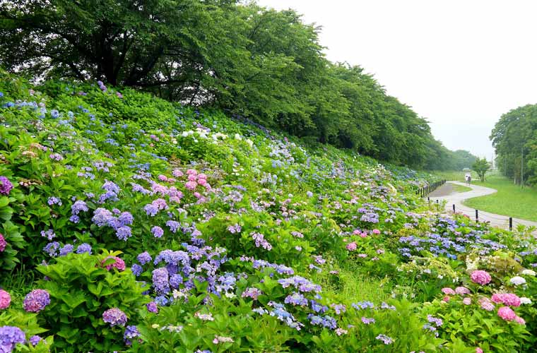 幸手権現堂堤(県営権現堂公園)
