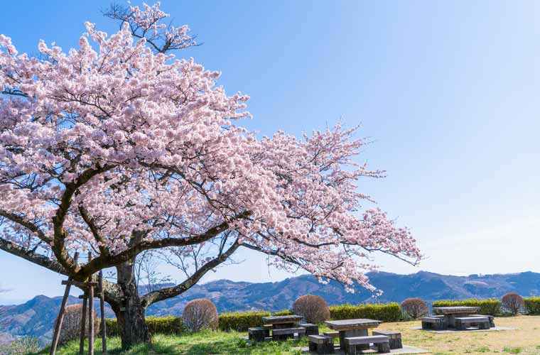 美の山公園