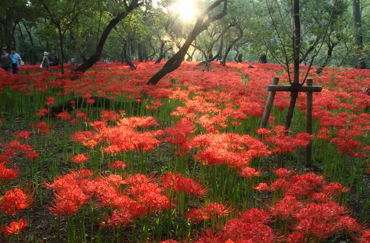 巾着田曼珠沙華公園