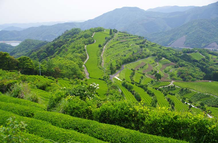 払川展望台(地下の茶山)