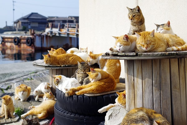 青島-猫の島