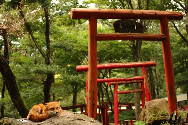 宮城蔵王キツネ村