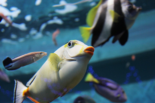 箱根園水族館