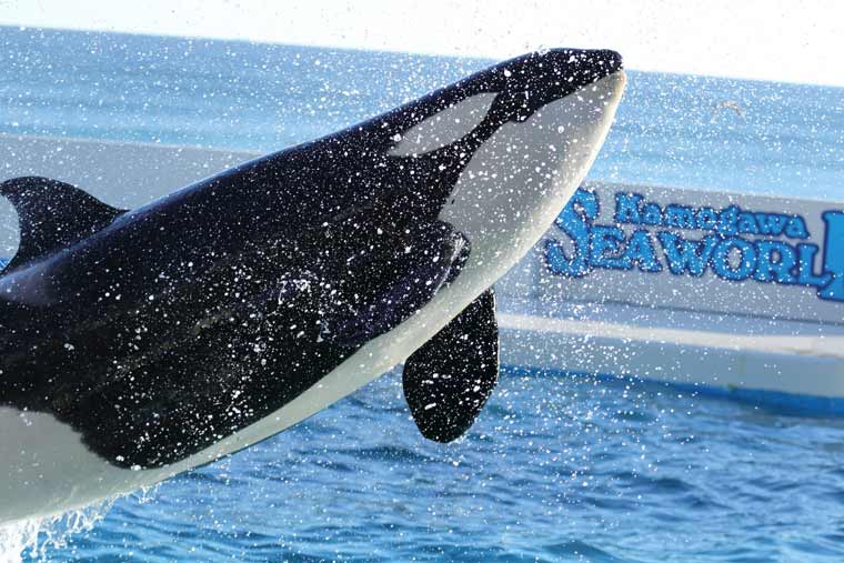 東京 関東の水族館12選 夜のデートや子供におすすめも 楽天トラベル