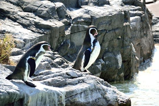 葛西臨海水族園