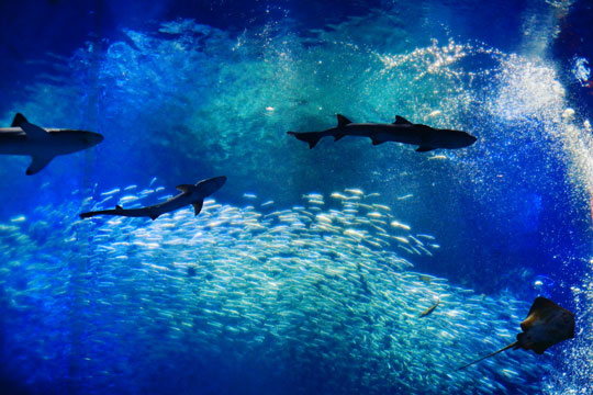 東京 関東の水族館12選 夜のデートや子供におすすめも 楽天トラベル