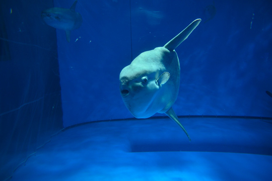 東京 関東の水族館12選 夜のデートや子供におすすめも 楽天トラベル