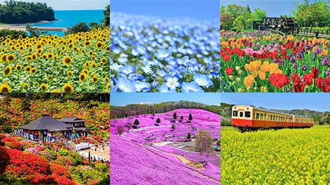 フォトジェニックな花畑63選!見頃時期もご紹介