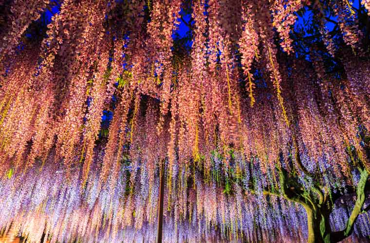 白毫寺(びゃくこうじ)