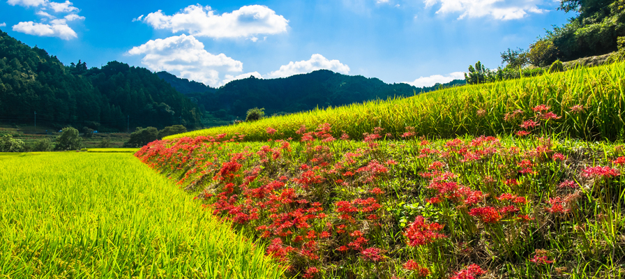 明日香村 稲淵の棚田