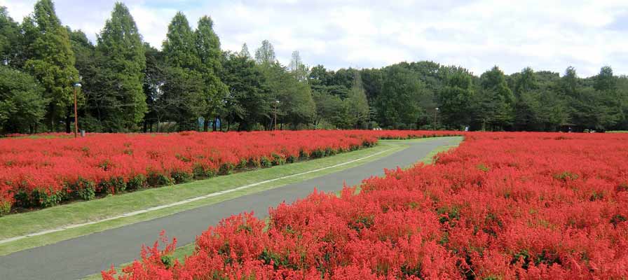 大宮花の丘農林公苑