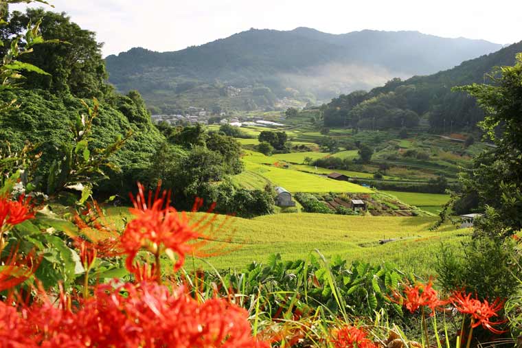 明日香村 稲淵の棚田