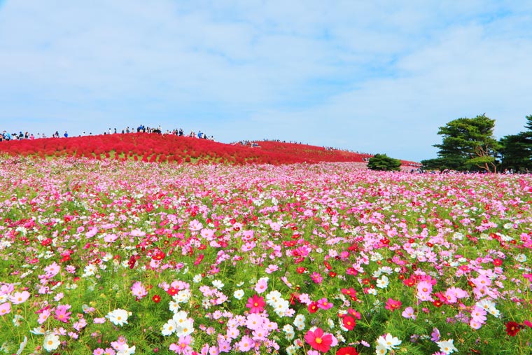 国営ひたち海浜公園