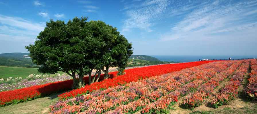 兵庫県立あわじ花さじき