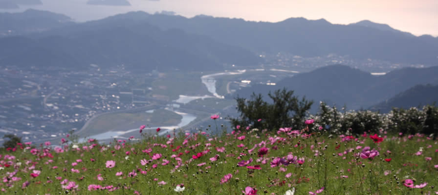 鷲ヶ峰コスモスパーク