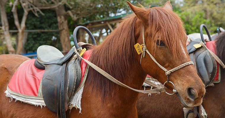 スェワコッ乗馬場