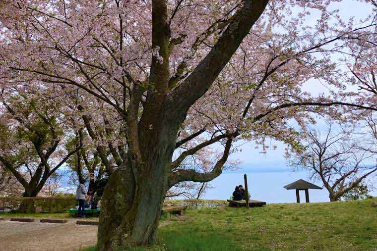 紫雲出山の桜