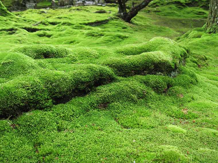 西芳寺(苔寺)
