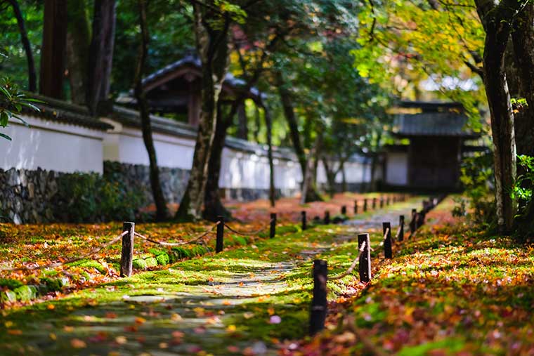 西芳寺(苔寺)