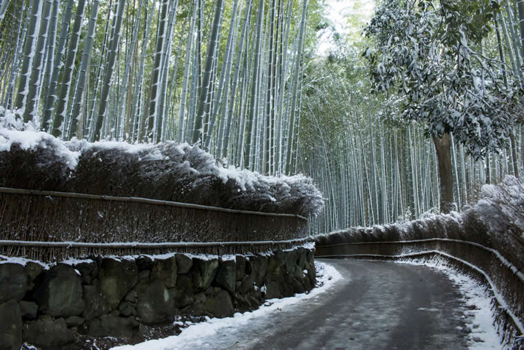竹林の道