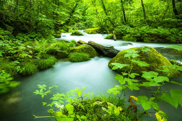 苔寺や渓流の大自然など 全国の美しい苔スポット21選 楽天トラベル