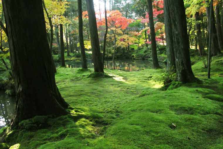 西芳寺