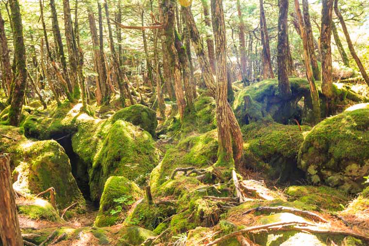 白駒の池