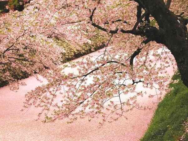桜のじゅうたん