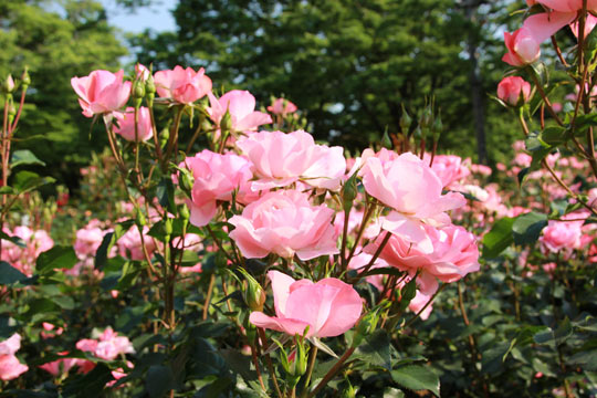 与野公園