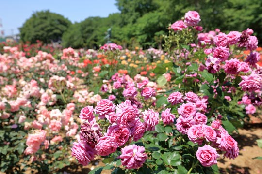 与野公園