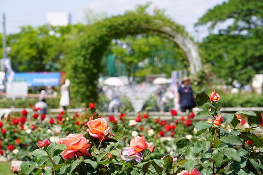 伊奈町町制施行記念公園