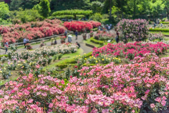 茨城県フラワーパーク