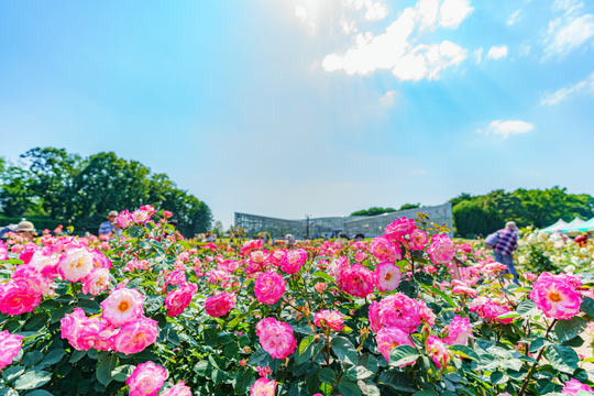 神代植物公園