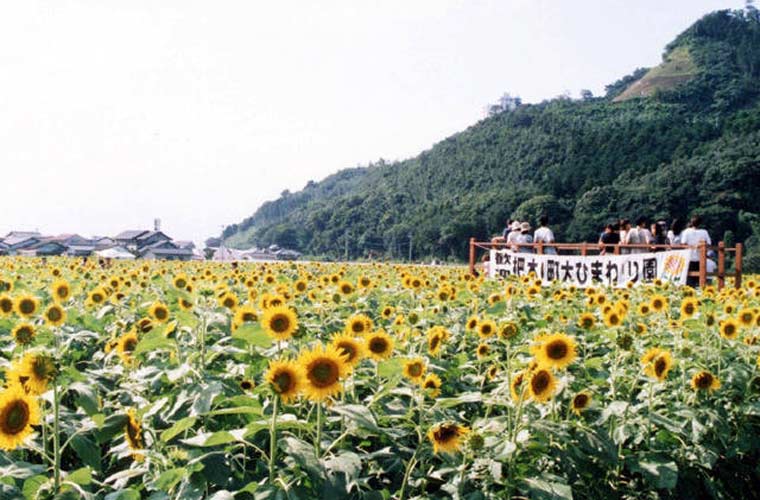 全国ひまわり畑の名所 一面が黄色に染まる夏の絶景 楽天トラベル