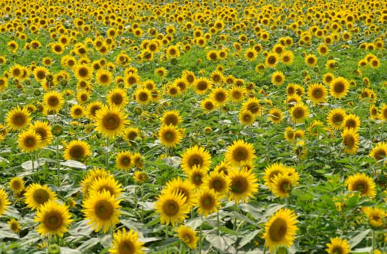 全国ひまわり畑の名所 一面が黄色に染まる夏の絶景 楽天トラベル